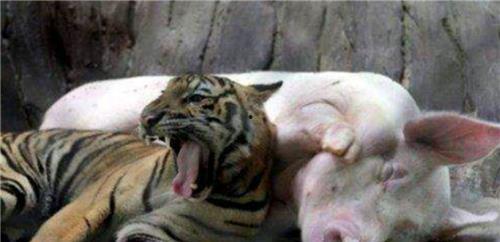 四虎视频成人版,一场成人世界的真实演绎